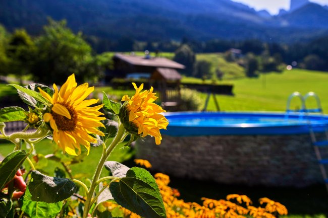Sonnenblumen